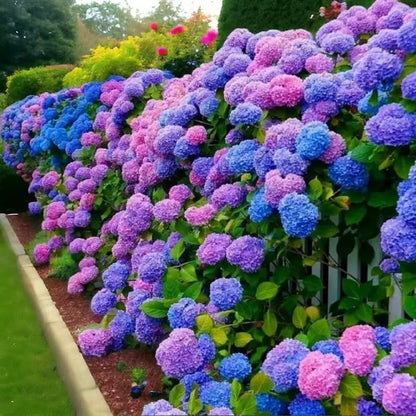🌈Mix Hydrangea Seeds - Beautiful and Hardy Perennial Seeds for Your Garden