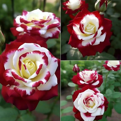 🌹 200/1000pcs Rare Twin Red & White Rose Seeds — Vibrant Garden Blooms