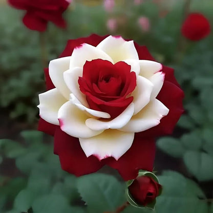 🌹 200/1000pcs Rare Twin Red & White Rose Seeds — Vibrant Garden Blooms
