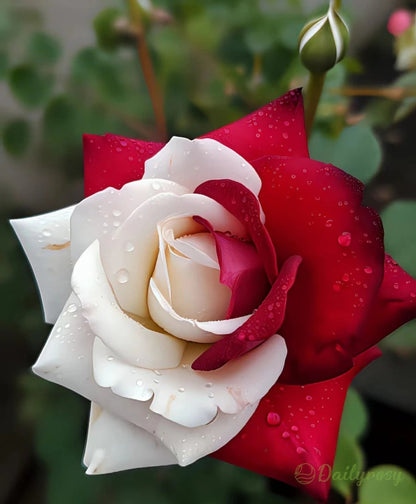 🌹 200/1000pcs Rare Twin Red & White Rose Seeds — Vibrant Garden Blooms