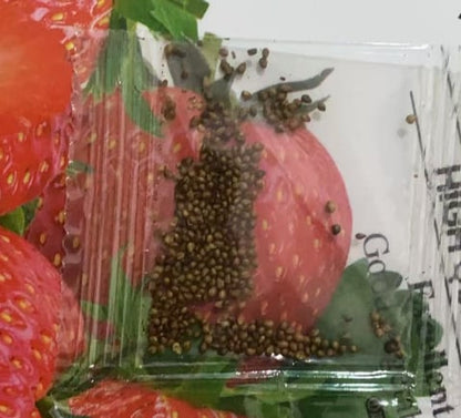 All-year-round strawberry seeds🍓