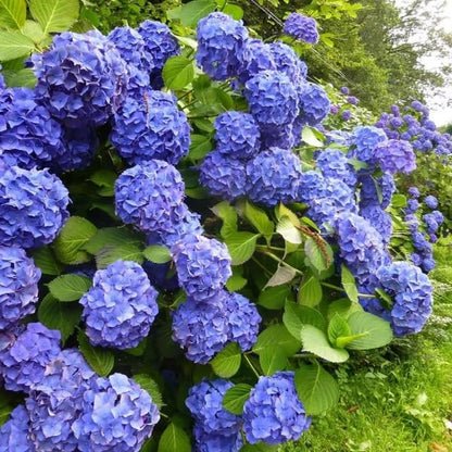 🌈Mix Hydrangea Seeds - Beautiful and Hardy Perennial Seeds for Your Garden