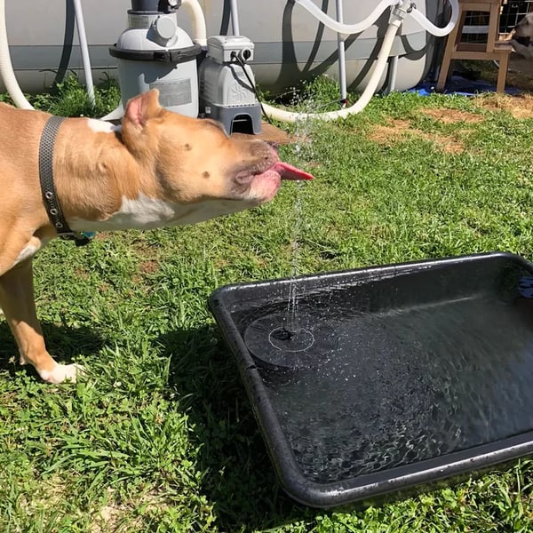 🎁☀️Solar Fountain Pump